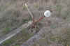 aubignan0018.jpg (980827 octets)